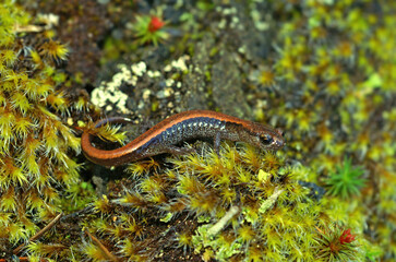 Obraz na płótnie Canvas Juveniles of the Scot Barr salamander ( Plethodon asupak ) can be very colorfull and carry a red dorsal stripe