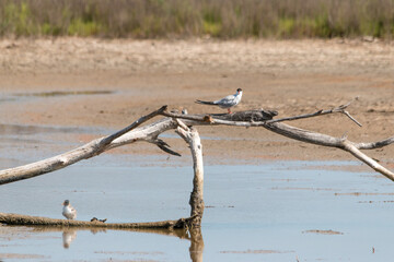 weiße Vögel in der Dürre