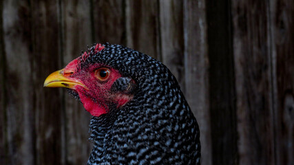 gallo