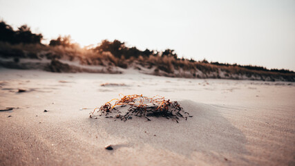 Gras Strand Juliusruh R&uuml;gen