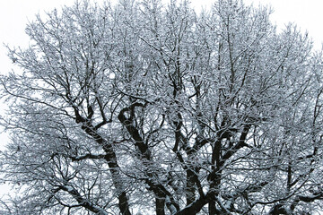Winter Snow Nature Reserve