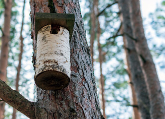 Homemade birds house from birch tree.