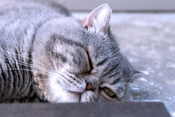 Sleepy gray British shorthair cat with one eye open observing the environment.