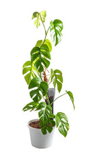 Rhaphidophora tetrasperma  Native to southern in Thailand and Malaysia call “mini monstera” on pot isolated  white background