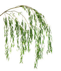 Beautiful willow tree branches with green leaves on white background - obrazy, fototapety, plakaty