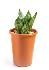 Small Sansevieria trifasciata (snake plant) in pot  isolated on white background