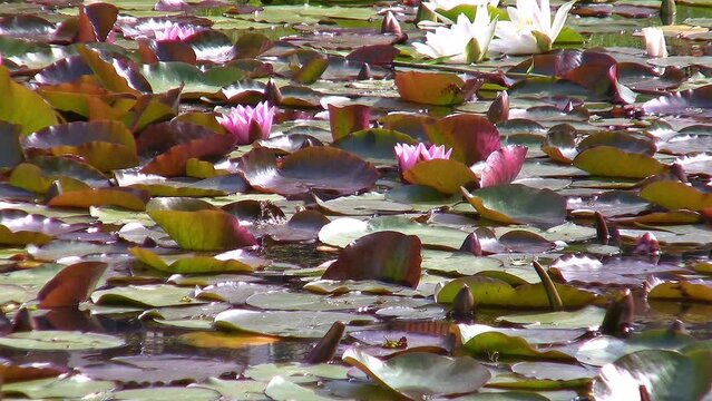 Red and White Waterlilies