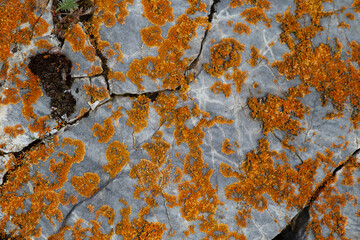 stones with orange moss. Rock texture