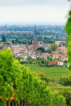 Weinberge, Deidesheim (Pfalz), Deutschland