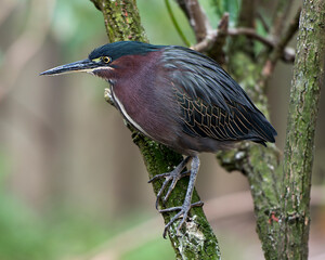 Green Heron Stock photo. Green Heron perched on a branch displaying green blue feathers plumage with a blur background in its environment and habitat. Picture. Image. Portrait.