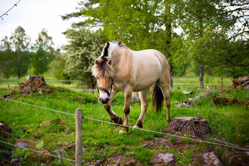 Horse horses trotting walkign running in the farm green forest during sunset sky with clouds swedish country side