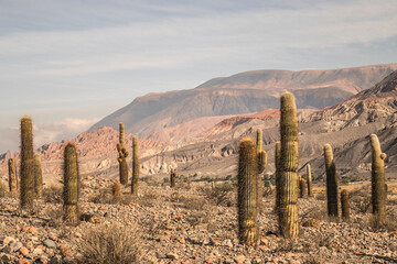 cactus vineyard in the middle of nowhere between the mountains, far west. Salta, Argentina