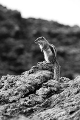 A small squirrel perched on a rock, gazing forward on Fuerteventura. The rugged landscape and...