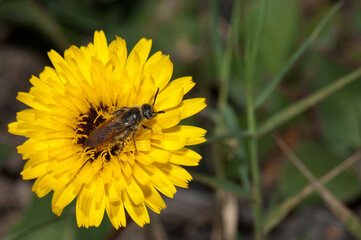 Wasp on a flower of Tanger reichardie Reichardia tingitana. Arrecife. Lanzarote. Canary Islands. Spain.