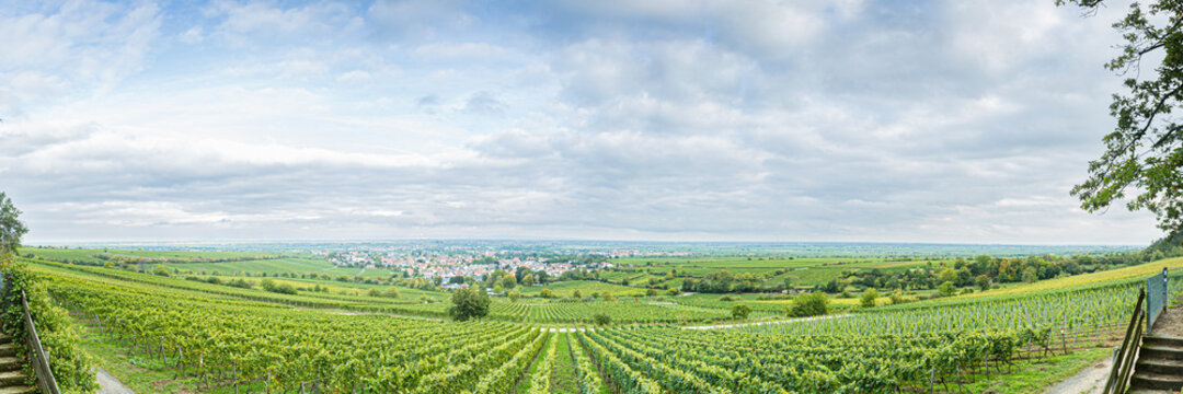 Weinberge, Deidesheim (Pfalz), Deutschland