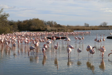 Obraz premium Camargue