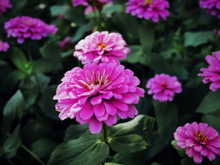 2476-Pink-Flower