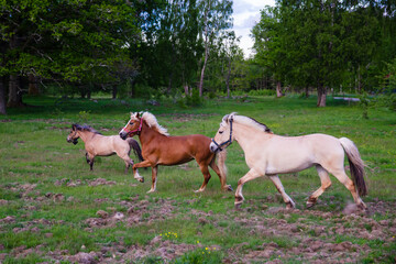 Horse horses trotting walkign running in the farm green forest during sunset sky with clouds swedish country side