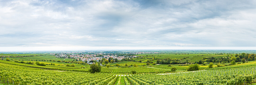 Weinberge, Deidesheim (Pfalz), Deutschland