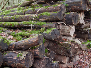 A pile of old logs covered with green moss. Rotten logs lying in the forest. Old, overgrown tree cut down