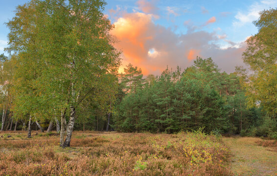 Birke in der Heide