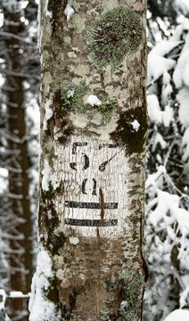 Black number 57 and two parallel lines drawn on white background on the tree bark