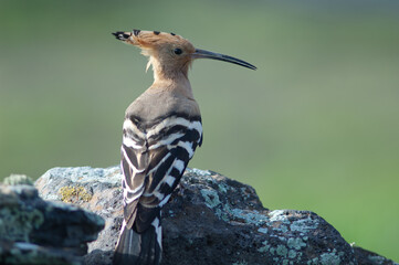 Eurasian hoopoe Upupa epops on a rock. Uga. Yaiza. Lanzarote. Canary Islands. Spain. © Víctor