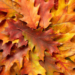 Naklejka na ściany i meble Autumn background from colorful leaves. Close-up photo of texture of autumn leaves. Thanksgiving day background.