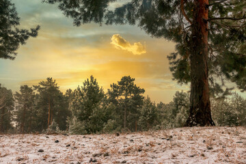 winter forest in Harz mountains