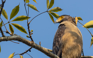 Portrait of Crested Serpent Eagle (Spilornis cheela) perched on tree branch and looking for prey with the yellow eye.