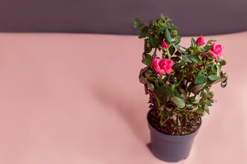 Small bush with Cordana roses in a gray pot with soil