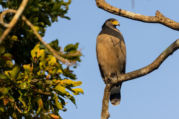 Portrait of Crested Serpent Eagle (Spilornis cheela) perched on tree branch and looking for prey with the yellow eye.
