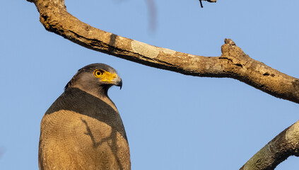 Portrait of Crested Serpent Eagle (Spilornis cheela) perched on tree branch and looking for prey with the yellow eye.