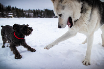Husky wolf playing with a miniature schnauzer in the snow.