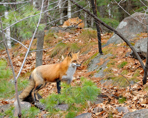 Naklejka na ściany i meble Red Fox stock photos. Fox animals close-up profile view in the forest with rocks and pine trees, one fox resting at the back, displaying body and bushy tail in its habitat. Fox Image. Two foxes.