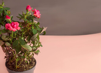 On the left side on the pink background stands a pot with miniature roses