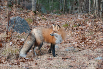 Red Fox stock photos. Red fox close-up profile side view in the forest during the autumn season displaying full body and bushy tail and enjoying its environment and habitat. Fox Image. Picture. 