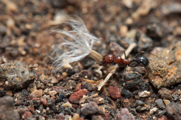 Ant Messor minor maurus carrying a seed. Arrecife. Lanzarote. Canary Islands. Spain.