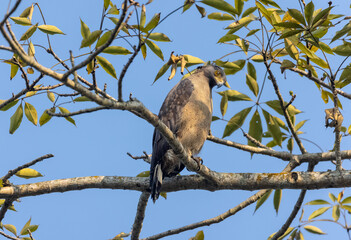Portrait of Crested Serpent Eagle (Spilornis cheela) perched on tree branch and looking for prey with the yellow eye.