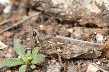Grasshopper in the municipality of Arrecife. Lanzarote. Canary Islands. Spain.