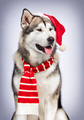 Naklejka na ściany i meble dog in red hat and striped scarf