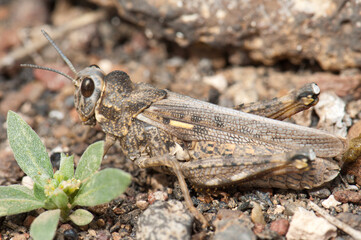 Grasshopper in the municipality of Arrecife. Lanzarote. Canary Islands. Spain.