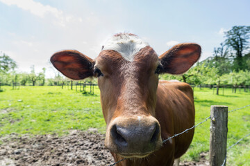 Close up form a red brown and white cow standing in a meadow with green grass