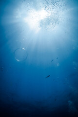 underwater scene with bubbles and air rings by the blue and trasparent ocean