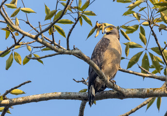 Portrait of Crested Serpent Eagle (Spilornis cheela) perched on tree branch and looking for prey...