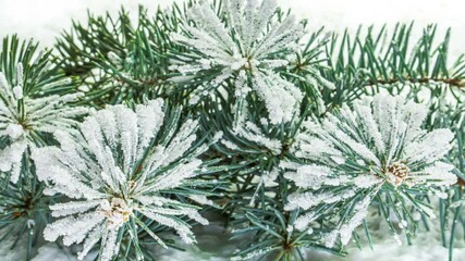 Frosty weather. Freezing spruce branch, close-up. Frost is growing on the needles of fir brunch. The needles of spruce branch are covered with frost. Timelapse.
 - Powered by Adobe