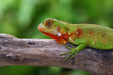 baby red iguana on a branch