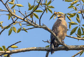Portrait of Crested Serpent Eagle (Spilornis cheela) perched on tree branch and looking for prey...