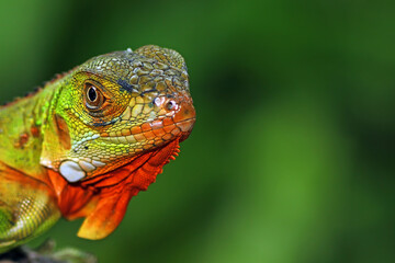 close-up of a baby red iguana