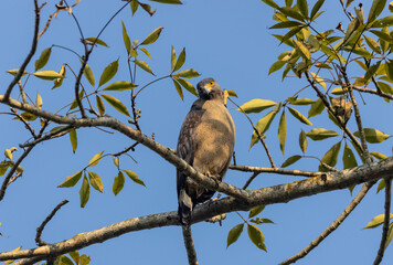 Portrait of Crested Serpent Eagle (Spilornis cheela) perched on tree branch and looking for prey with the yellow eye.